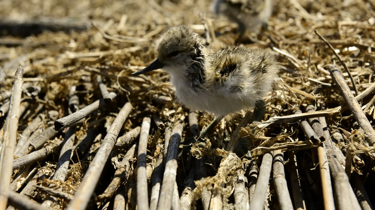На «Островах птахів» почали з’являтися перші пташенята На «Островах птахів» почали з’являтися перші пташенята