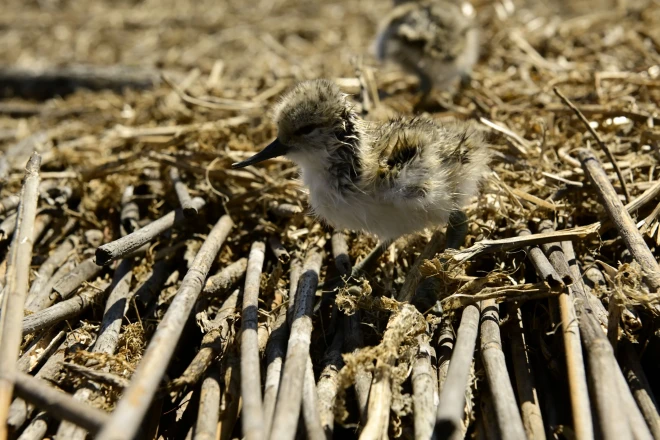 На «Островах птахів» почали з’являтися перші пташенята