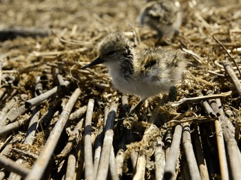 The first chicks started to appear on the Bird Islands