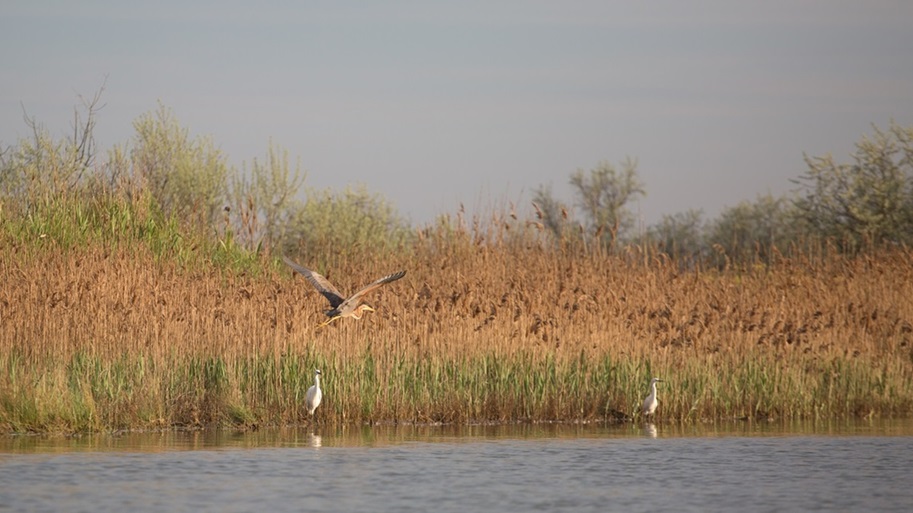 На майданчику Полтавської ВЕС завершуються орнітологічні дослідження