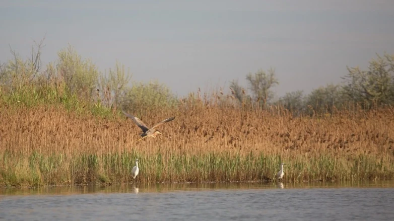 На майданчику Полтавської ВЕС завершуються орнітологічні дослідження