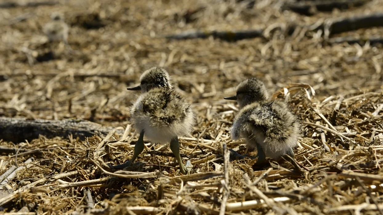DTEK Renewables Releases the Bird Islands Atlas for 2024 DTEK Renewables Releases the Bird Islands Atlas for 2024