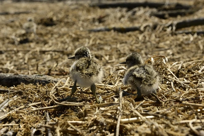 ДТЕК ВДЕ випустив Атлас «Островів птахів» за 2024 рік