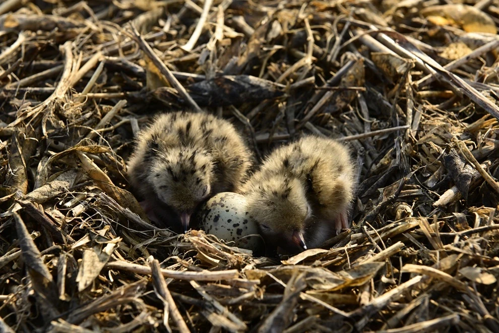 На «Островах птахів» у Тилігульському лимані зростає чисельність птахів На «Островах птахів» у Тилігульському лимані зростає чисельність птахів