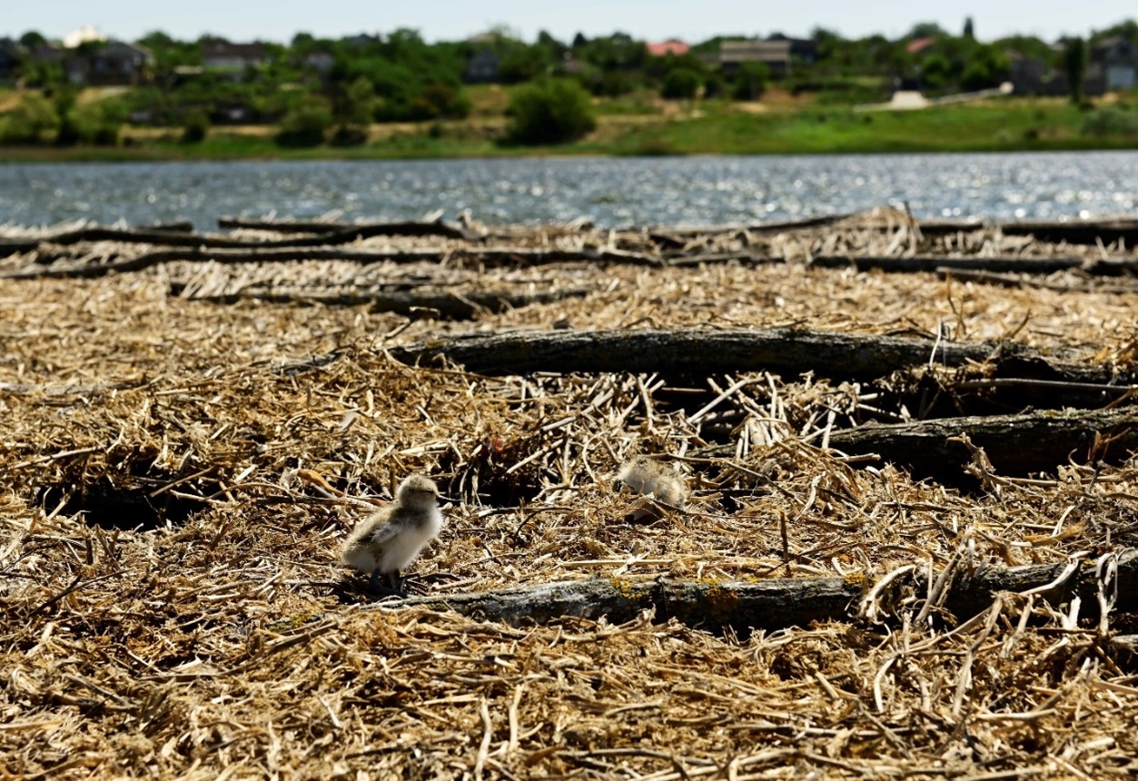 DTEK Renewables Presents the 2025 “ Bird Islands” Atlas: Number of Breeding Pairs Increased Fourfold.  4