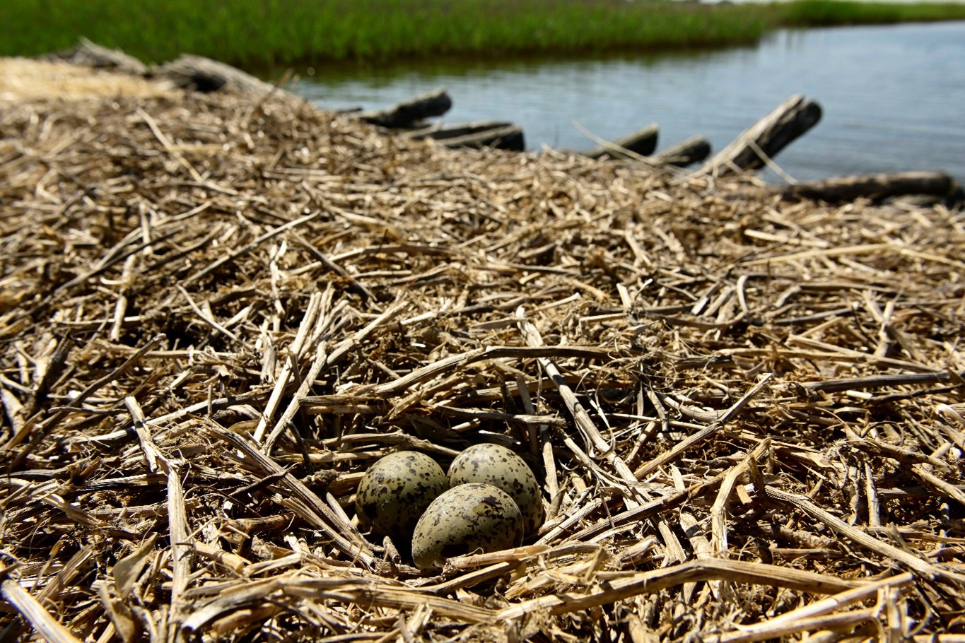 DTEK Renewables Presents the 2025 “ Bird Islands” Atlas: Number of Breeding Pairs Increased Fourfold.  2