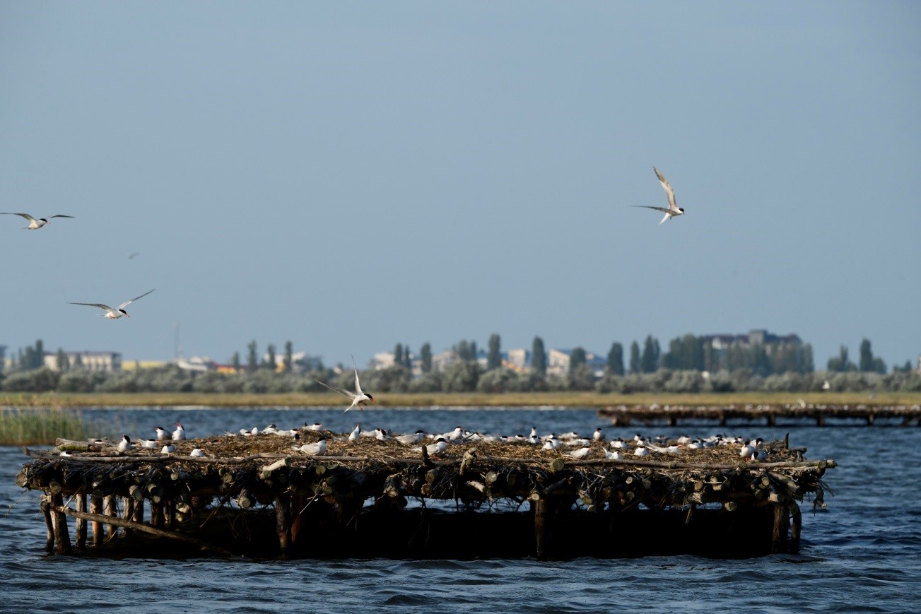 DTEK Renewables Presents the 2025 “ Bird Islands” Atlas: Number of Breeding Pairs Increased Fourfold.  1