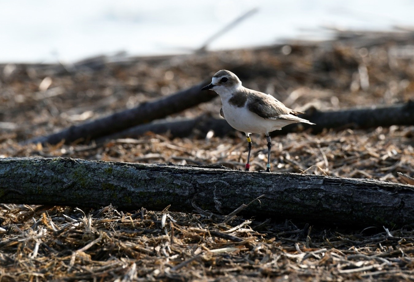 DTEK Renewables Presents the 2025 “ Bird Islands” Atlas: Number of Breeding Pairs Increased Fourfold.  3